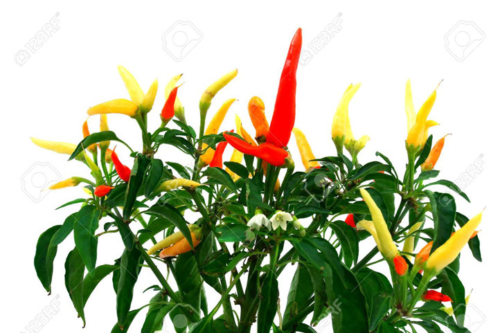 Planta de chile ornamental: pimienta de chile candente aislado en blanco (chili, mexicano)